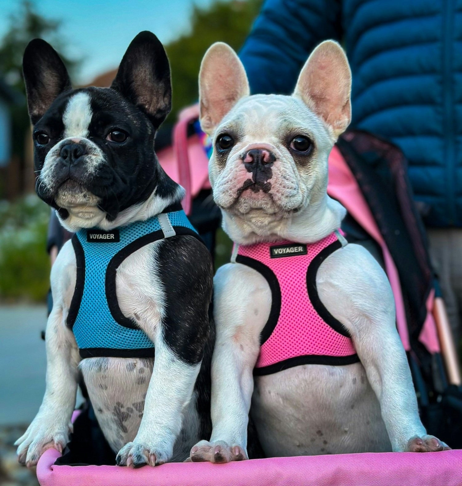 Pet Harness